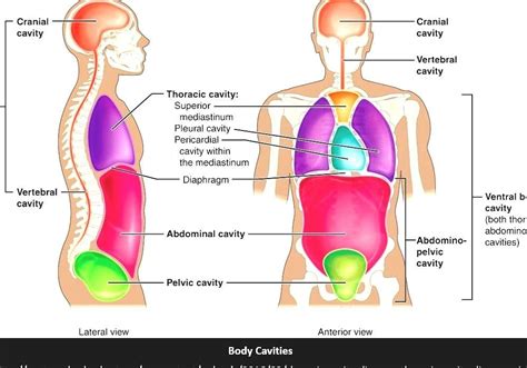 Body Cavities Diagram | Quizlet