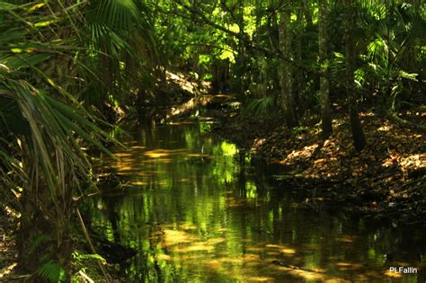 PL Fallin Photography: The Enchanted River at Mirkwood Forest