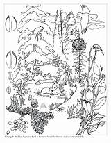 Tundra Willow Sketch Coloring Page sketch template