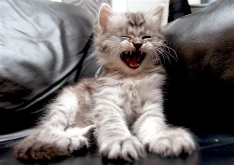 20 Hilarious Cats Laughing at You - Best Photography, Art, Landscapes and Animal Photography