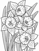 Free Printable Daffodils Coloring Pages sketch template