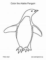 Penguin Adelie Coloring Page sketch template