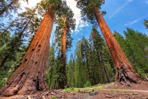 Pictures: giant redwood | Giant Sequoia redwood trees — Stock Photo © luckyphotographer #168437464