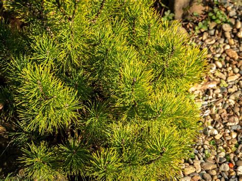 Mugo Pine Growing: Tips On Caring For Mugo Pines In The Landscape