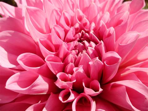 Ohiofarmgirl's Adventures In The Good Land: More on dahlias and Dahlia