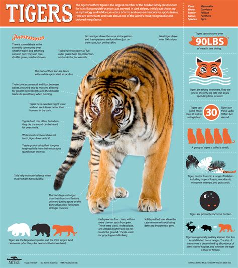 Siberian Tiger Quest | Infographic: All About Tigers | Nature | PBS