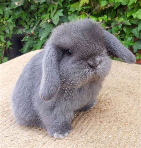 Delightful rabbit | Rabbit breeds, Mini lop, Pet rabbit