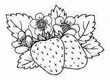 Free Strawberry Coloring Page  Printable Pages sketch template