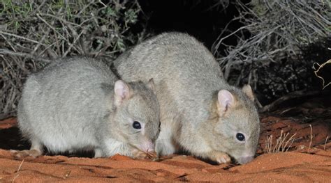 Burrowing Bettong Habitat and Population Conservation | AWC