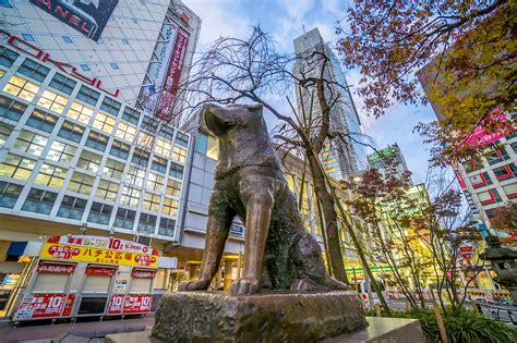 9 Things to Know About Hachiko – Japan’s Most Devoted Dog - Your Japan