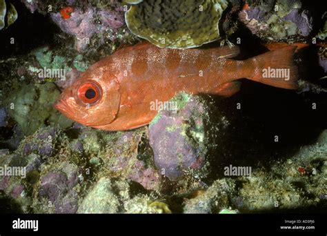 Glasseye Snapper Heteropriacanthus cruentatus Caribbean Stock Photo - Alamy