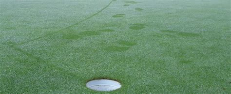 Golf Course Grass Types - SC Golf Courses