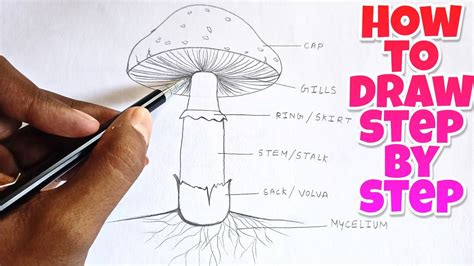 how to Draw a Mushroom 🍄| Mushroom labelled Diagram - YouTube