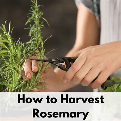 How to Harvest Rosemary (without killing the plant) - Together Time Family