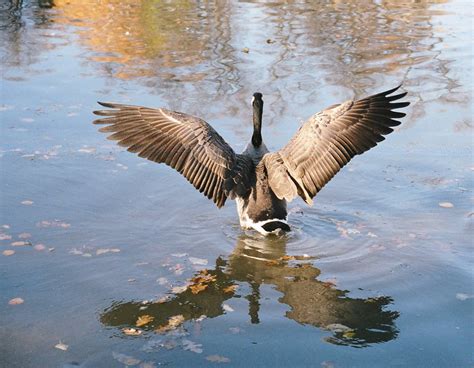 Goose | Wildlife | The Wildlife