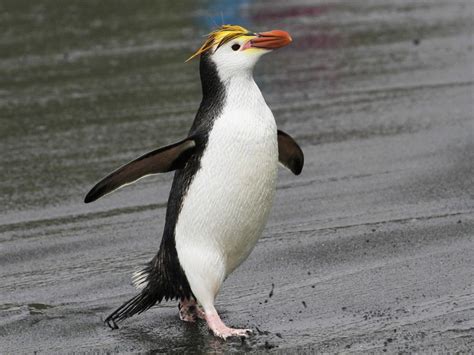 Royal Penguin (Eudyptes schlegeli) | Macquarie Island, Tasmania ...