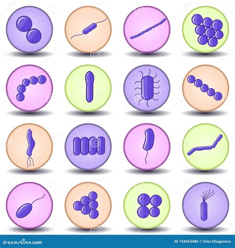 Purple Coccus, Bacillus, Curved Bacteria In Circles Shape. Cartoon ...