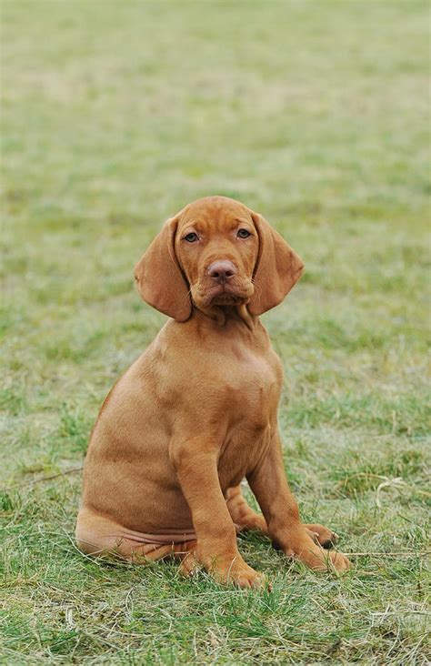 Hungarian Vizsla dog puppy Photograph by Waldek Dabrowski