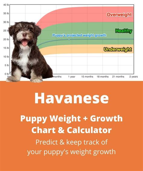 Havanese Weight+Growth Chart 2024 - How Heavy Will My Havanese Weigh ...