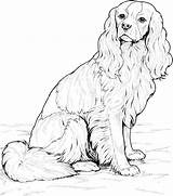 Dog Breed Coloring Pages sketch template