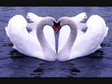 The Swan (Carnival of the Animals) - YouTube