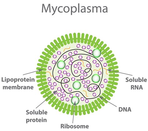 Why Test for Mycoplasma in My Cell Culture? | GoldBio