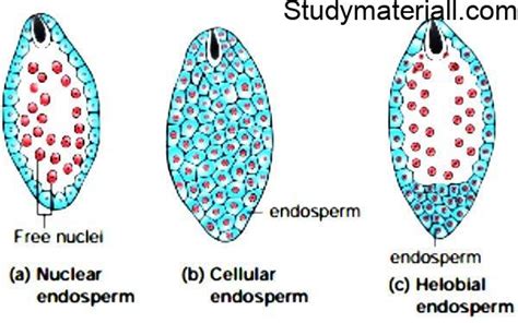 Post Fertilization structure and events - Study Material