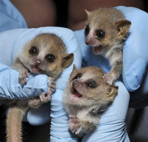 How do the lemurs get their names? | Duke Lemur Center