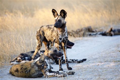 The African Wild Dog: An Ambassador for the World’s Largest Terrestrial ...