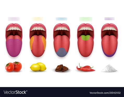 Gustatory system Diagram | Quizlet