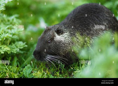 Black muskrat hi-res stock photography and images - Alamy