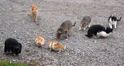 We need to talk about feral cats | RNZ