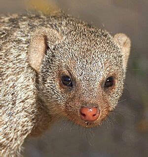 Banded mongoose Facts for Kids