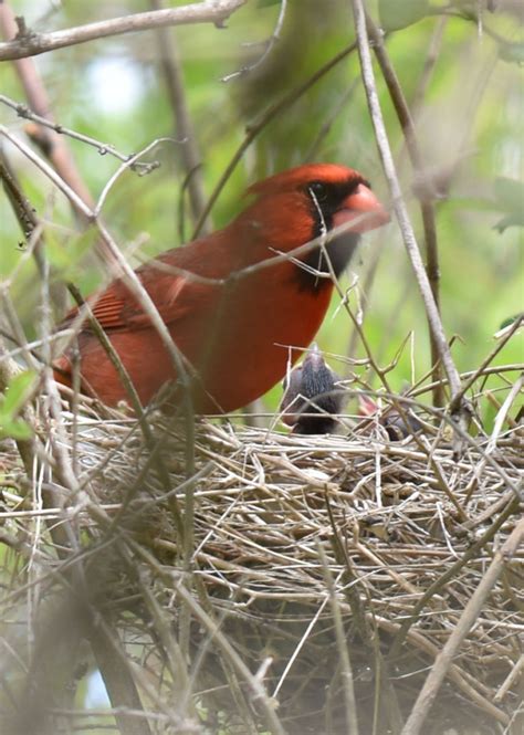 How Long Does It Take Northern Cardinals to Raise a Family? | Natural Crooks Ramblings