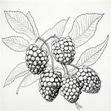 Berries Drawing Images  Free Download On Freepik sketch template