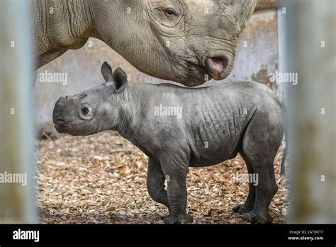 A baby male eastern black rhinoceros inside its enclosure with first-time mum Dakima, at Folly ...