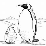 Emperor Penguin Coloring Pages  Free & Printable sketch template