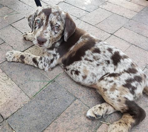 My sister's new brindle labrador puppy is adorable (actually a lab/aussie shepherd mix) : aww