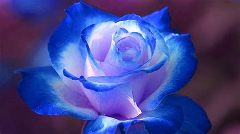 Hình nền hoa hồng xanh đẹp và lãng mạn - Ảnh đẹp