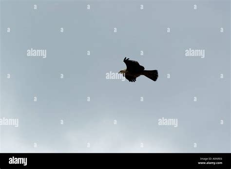 Peregrine Falcon in flight Stock Photo - Alamy