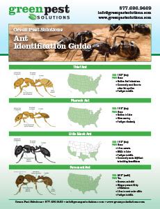 Ant Identification Guide | Green Pest Solutions