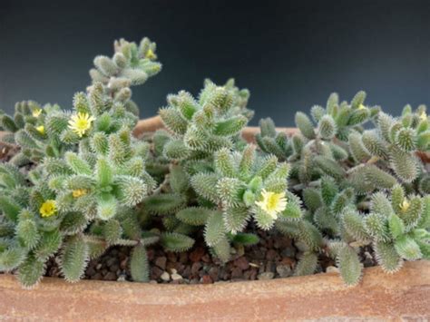 Delosperma echinatum (Pickle Plant) - World of Succulents