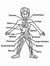 Free Printable Human Body Coloring Pages sketch template