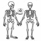 Label The Skeleton Coloring Page 67454 53375 sketch template