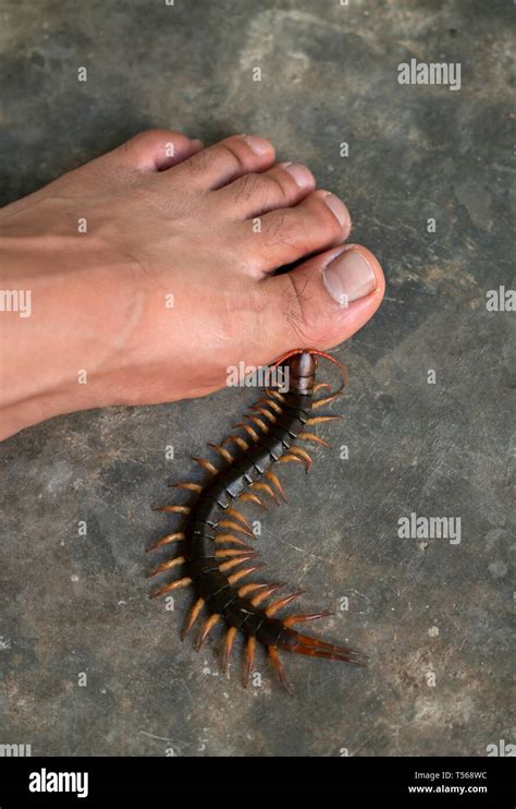 Centipedes Bite