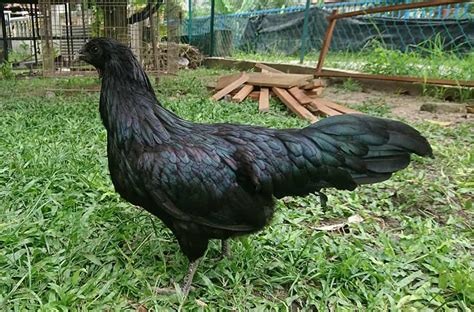 Sumatra Chicken: Eggs, Height, Size and Raising Tips