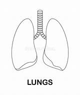 Coloring Page With Lungs For Kids Stock Vector  Illustration Of Drawn sketch template