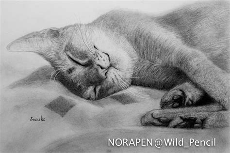 Pencil drawing - sleeping cat ( Abyssinian ) :: Behance