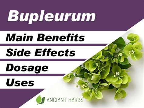 Bupleurum Benefits, Uses, Dosage & Side Effects