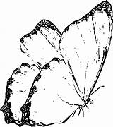 Butterfly Coloring Page Wecoloringpage 283  Wecoloringpagecom sketch template